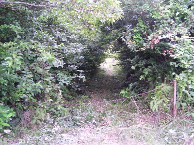 qma䑑